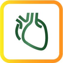 Cardiovascular System